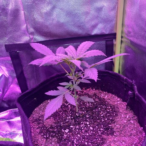 Gorilla Cookies Fast Flower #1 growlog timeline photo