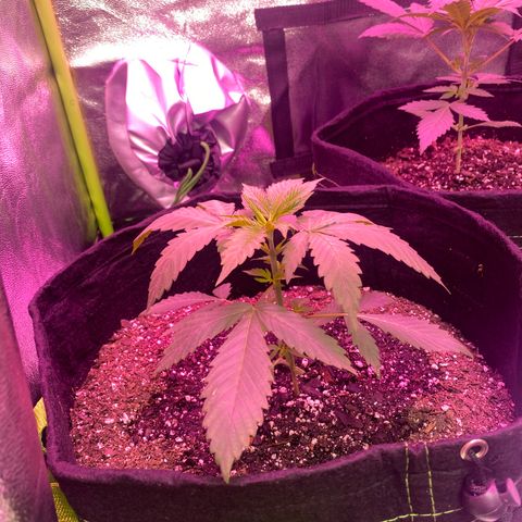 Gorilla cookies fast flower #2 growlog photo: Looking a little droopy but it’s first thing in the morning. Gave her some water and will check on her in a bit to make sure she’s perkin back up.