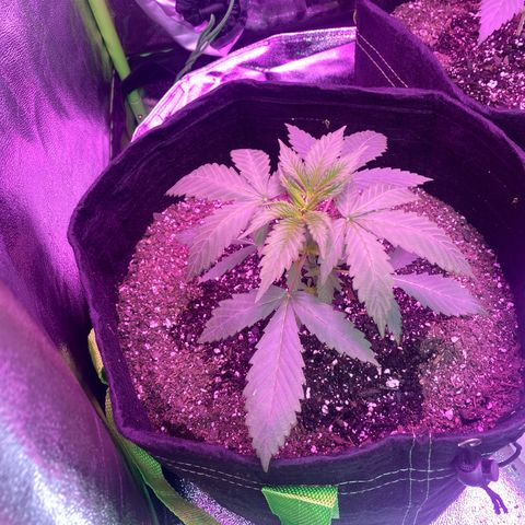 Gorilla cookies fast flower #2 growlog photo: Looking a little droopy but it’s first thing in the morning. Gave her some water and will check on her in a bit to make sure she’s perkin back up.