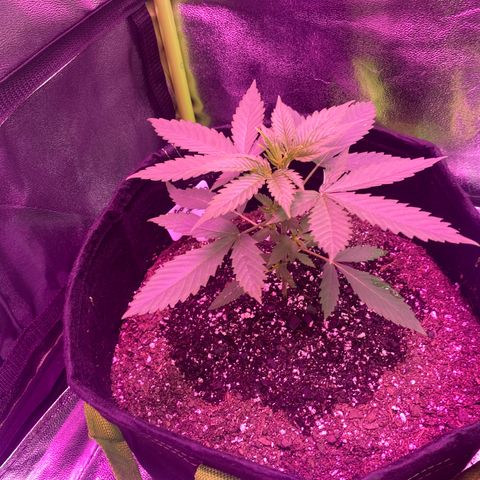 Gorilla Cookies Fast Flower #1 growlog photo: Upped watering, sprinkled very small amounts of mykos around stem, and rotated her with #2 underneath blurple so she catches up with #2.
