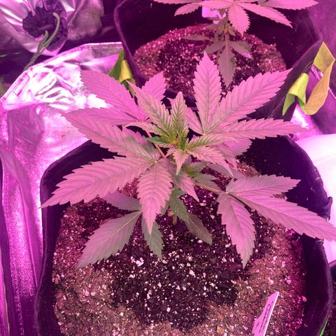 Gorilla cookies fast flower #2 growlog photo: Along with more water, gave her a light sprinkle of mykos around stem. She has been rotated with #1 since she’s been under the blurple the most and is thriving slightly faster.