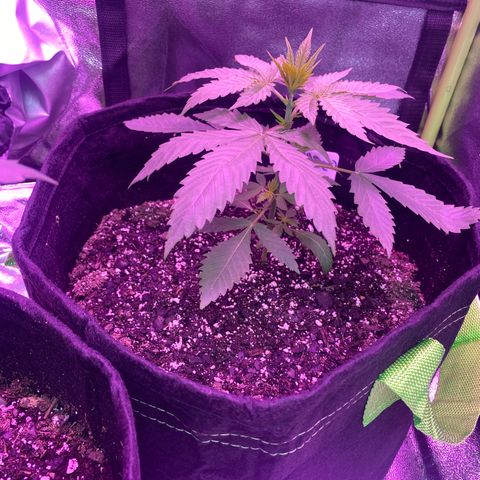 Gorilla cookies fast flower #2 growlog photo: Picture taken pre nutrient mix. 