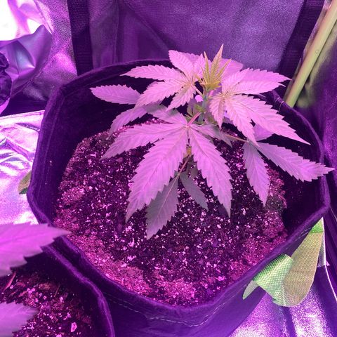 Gorilla cookies fast flower #2 growlog photo: Picture taken pre nutrient mix. 