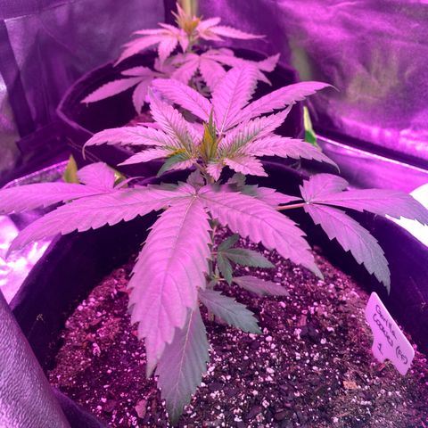 Gorilla Cookies Fast Flower #1 growlog photo: Picture taken pre nutrient mix. This one received .5L of nutrient mixed water.
