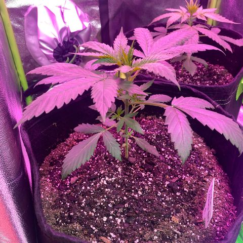 Gorilla Cookies Fast Flower #1 growlog photo: Picture taken pre nutrient mix. This one received .5L of nutrient mixed water.