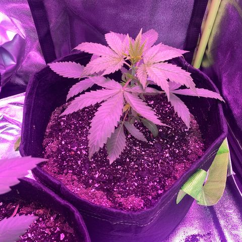 Gorilla cookies fast flower #2 growlog photo: 3 hrs after first nutrients update