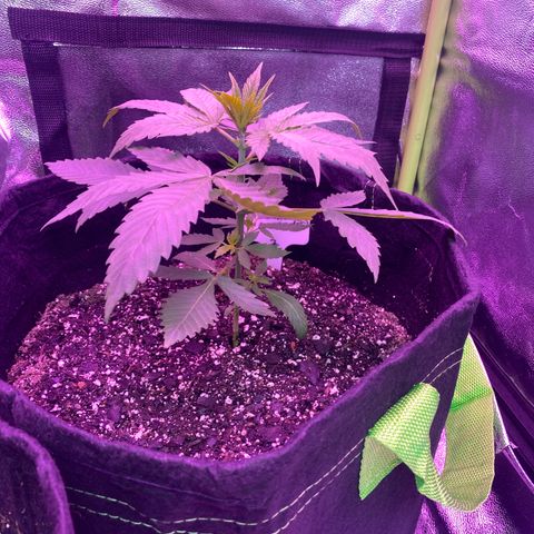 Gorilla cookies fast flower #2 growlog photo: 3 hrs after first nutrients update