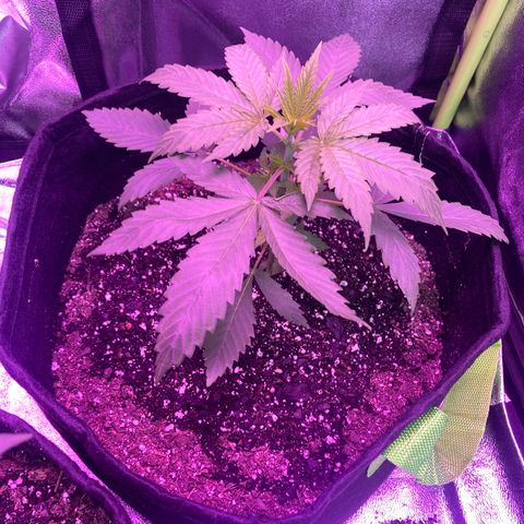 Gorilla cookies fast flower #2 growlog photo: 3 hrs after first nutrients update