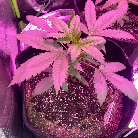 Gorilla Cookies Fast Flower #1 growlog photo: 3hr update after 1st dose of nutrients