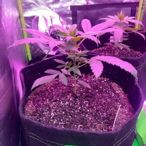 Gorilla Cookies Fast Flower #1 growlog photo: 3hr update after 1st dose of nutrients