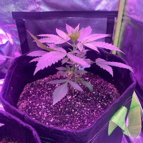 Gorilla cookies fast flower #2 growlog photo: Seems to be responding okay so far to nutrients. Gave her .5L of just water (10pm) and will see how she’s doing in the morning.