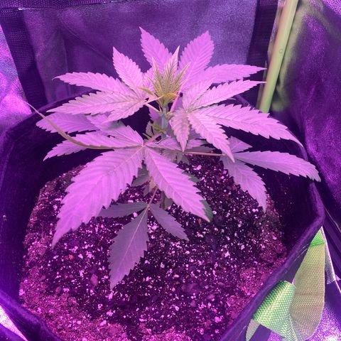 Gorilla cookies fast flower #2 growlog photo: Seems to be responding okay so far to nutrients. Gave her .5L of just water (10pm) and will see how she’s doing in the morning.