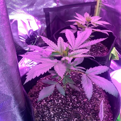 Gorilla Cookies Fast Flower #1 growlog photo: Seems to be doing okay with nutrients so far. This time I gave her .5L of nutrient water (#2 got a whole liter earlier). Will see how she’s responding tomorrow.