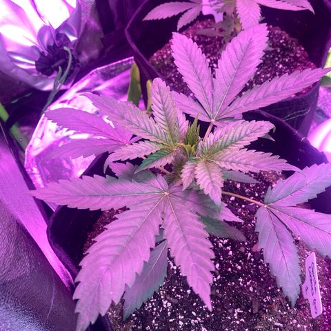 Gorilla Cookies Fast Flower #1 growlog photo: Seems to be doing okay with nutrients so far. This time I gave her .5L of nutrient water (#2 got a whole liter earlier). Will see how she’s responding tomorrow.
