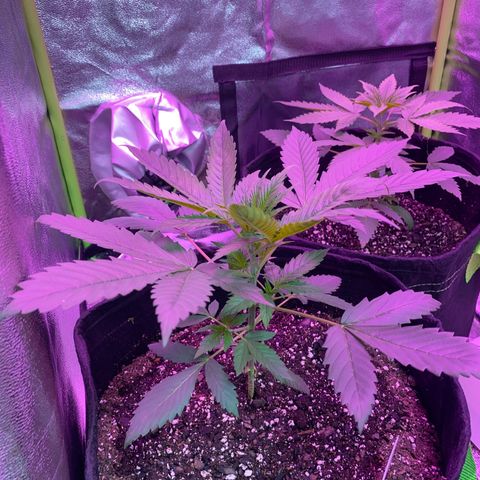 Gorilla Cookies Fast Flower #1 growlog timeline photo