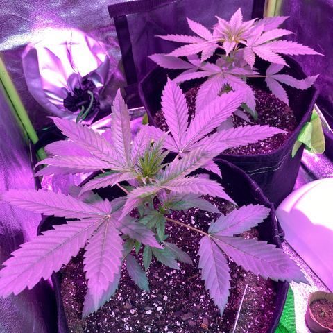 Gorilla Cookies Fast Flower #1 growlog timeline photo