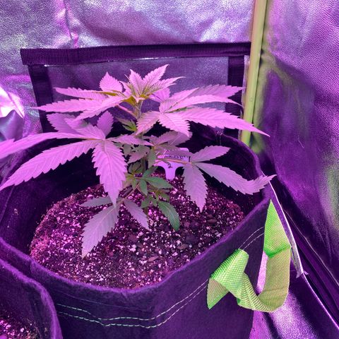 Gorilla cookies fast flower #2 growlog timeline photo