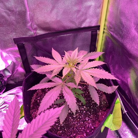 Gorilla cookies fast flower #2 growlog timeline photo