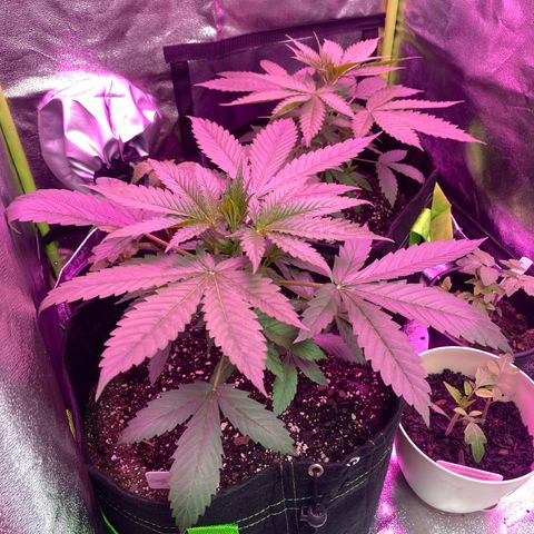 Gorilla Cookies Fast Flower #1 growlog photo: I think I’m gonna attempt to top them tomorrow. No nutrients today though. Just about half a liter this morning and night.