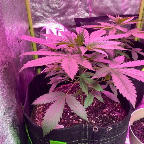 Gorilla Cookies Fast Flower #1 growlog photo: I think I’m gonna attempt to top them tomorrow. No nutrients today though. Just about half a liter this morning and night.