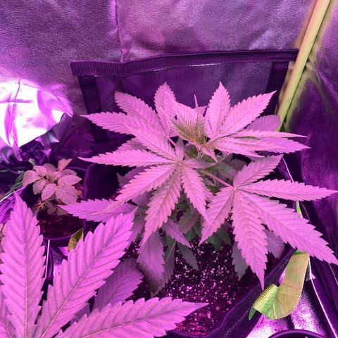 Gorilla cookies fast flower #2 growlog photo: I think I’m gonna attempt to top them tomorrow. No nutrients today though. Just about half a liter this morning and night.