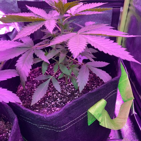 Gorilla cookies fast flower #2 growlog photo: I think I’m gonna attempt to top them tomorrow. No nutrients today though. Just about half a liter this morning and night.
