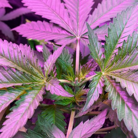Gorilla Cookies Fast Flower #1 growlog photo: Topped