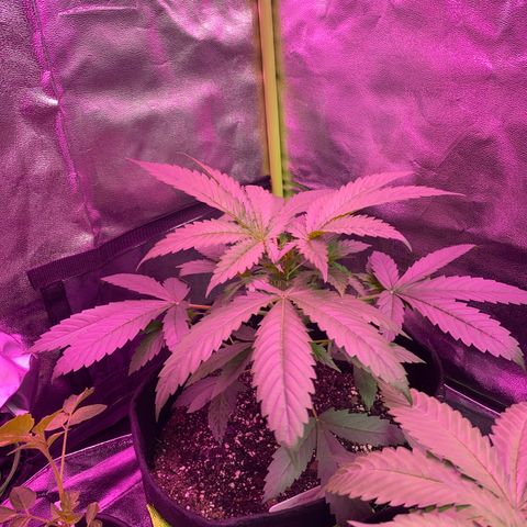 Gorilla Cookies Fast Flower #1 growlog timeline photo
