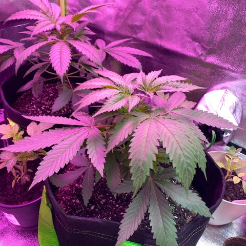 Gorilla cookies fast flower #2 growlog timeline photo