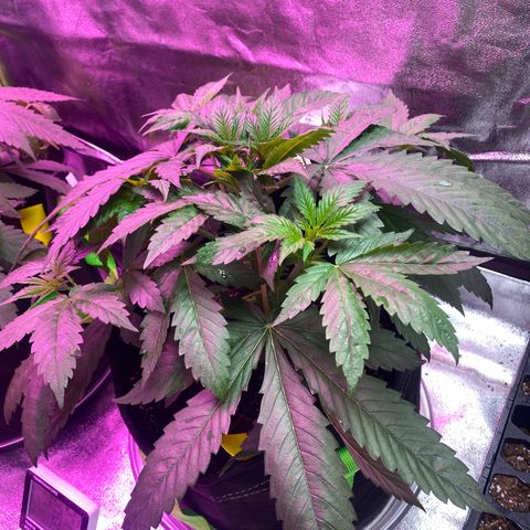 Gorilla Cookies Fast Flower #1 growlog photo: Definitely sick.