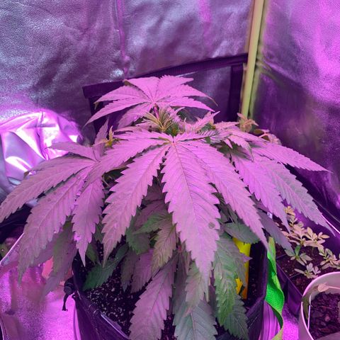 Gorilla cookies fast flower #2 growlog photo: Definitely sick. 