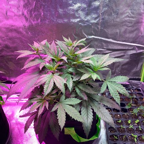 Gorilla Cookies Fast Flower #1 growlog photo: Healing and beginning to look better after upping nutrients. Going to start LST soon and scrogging. Putting them on cal mag.