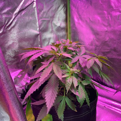 Gorilla cookies fast flower #2 growlog timeline photo