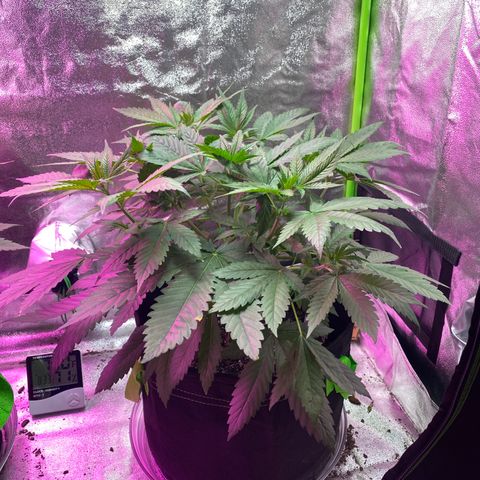 Gorilla Cookies Fast Flower #1 growlog photo: She’s starting to look better and perkier but I definitely should’ve started pruning way sooner