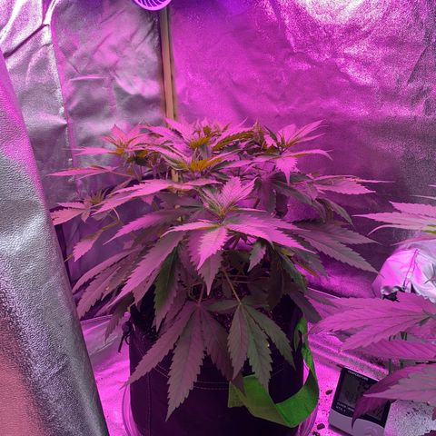 Gorilla cookies fast flower #2 growlog photo: Lower part of plant needs more pruning obviously 