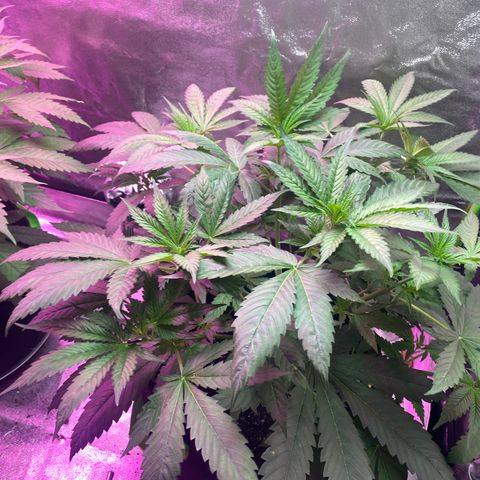 Gorilla Cookies Fast Flower #1 growlog timeline photo