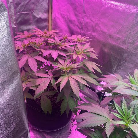 Gorilla cookies fast flower #2 growlog timeline photo