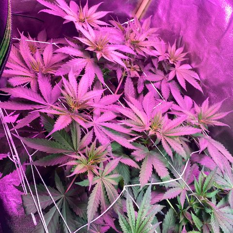 Gorilla Cookies Fast Flower #1 growlog timeline photo