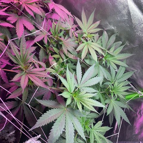 Gorilla cookies fast flower #2 growlog timeline photo
