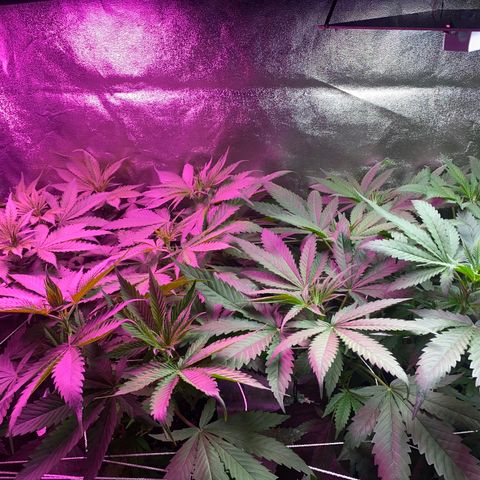 Gorilla Cookies Fast Flower #1 growlog timeline photo