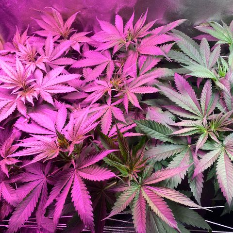 Gorilla cookies fast flower #2 growlog timeline photo