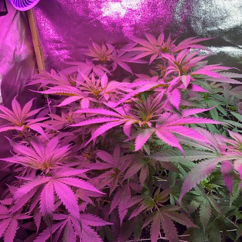 Gorilla cookies fast flower #2 growlog photo: Flowering this week 