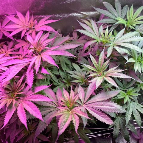 Gorilla Cookies Fast Flower #1 growlog timeline photo