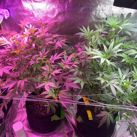 Gorilla Cookies Fast Flower #1 growlog timeline photo