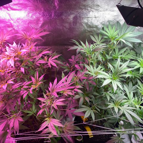 Gorilla cookies fast flower #2 growlog timeline photo