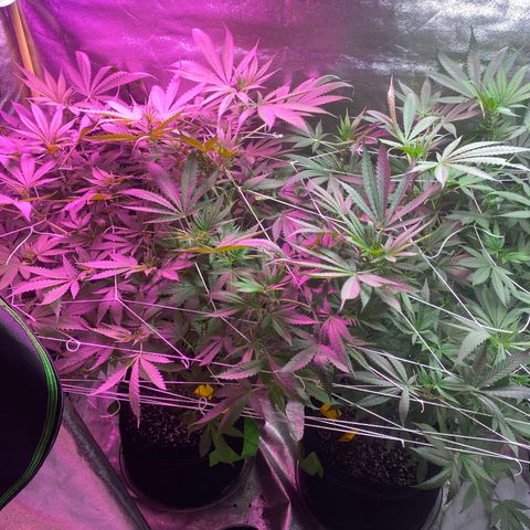 Gorilla cookies fast flower #2 growlog timeline photo