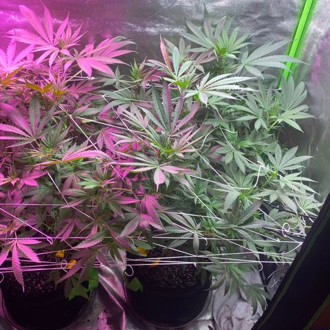 Gorilla cookies fast flower #2 growlog timeline photo