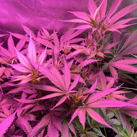 Gorilla Cookies Fast Flower #1 growlog timeline photo
