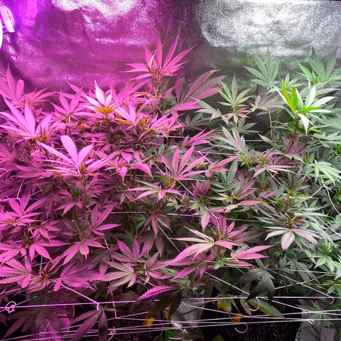 Gorilla Cookies Fast Flower #1 growlog timeline photo
