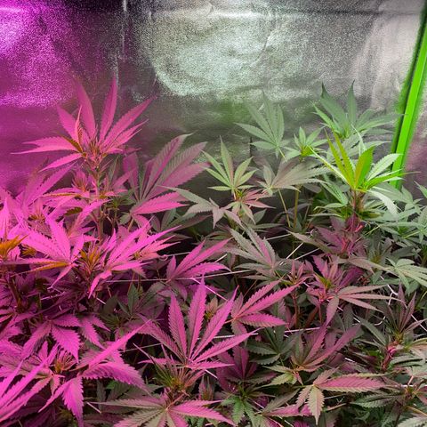 Gorilla cookies fast flower #2 growlog timeline photo